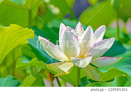 家の周りの草花　四季の色々　初夏の蓮沼に美しいピンクの大輪のハスの花が咲はじめています 129565161