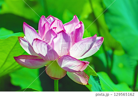 家の周りの草花 四季の色々 初夏の蓮沼に美しいピンクの大輪のハスの花が咲はじめています 家の周りの草花 四季の色々 初夏の蓮沼に美しいピンクの大輪のハスの花が咲はじめています 129565162