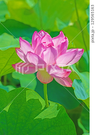 家の周りの草花　四季の色々　初夏の蓮沼に美しいピンクの大輪のハスの花が咲はじめています 129565163