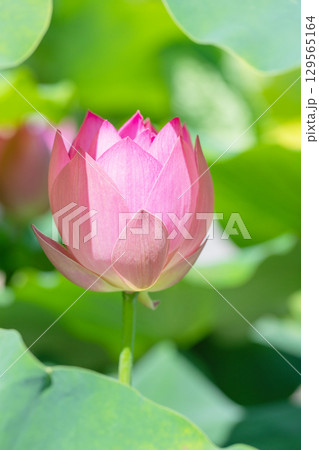 家の周りの草花　四季の色々　初夏の蓮沼に美しいピンクの大輪のハスの花が咲はじめています 129565164