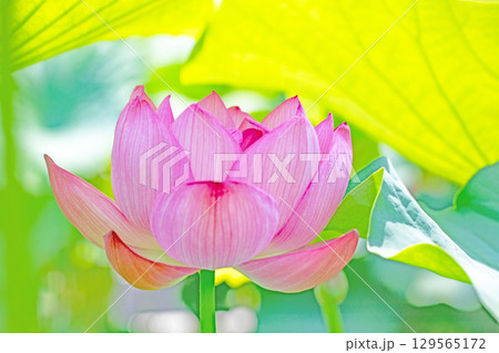 家の周りの草花 四季の色々 初夏の蓮沼に美しいピンクの大輪のハスの花が咲はじめています 家の周りの草花 四季の色々 初夏の蓮沼に美しいピンクの大輪のハスの花が咲はじめています 129565172