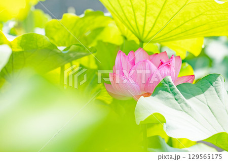 家の周りの草花 四季の色々 初夏の蓮沼に美しいピンクの大輪のハスの花が咲はじめています 家の周りの草花 四季の色々 初夏の蓮沼に美しいピンクの大輪のハスの花が咲はじめています 129565175