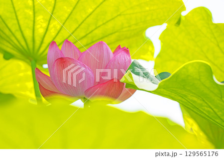 家の周りの草花 四季の色々 初夏の蓮沼に美しいピンクの大輪のハスの花が咲はじめています 家の周りの草花 四季の色々 初夏の蓮沼に美しいピンクの大輪のハスの花が咲はじめています 129565176