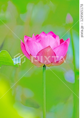 家の周りの草花 四季の色々 初夏の蓮沼に美しいピンクの大輪のハスの花が咲はじめています 家の周りの草花 四季の色々 初夏の蓮沼に美しいピンクの大輪のハスの花が咲はじめています 129565178