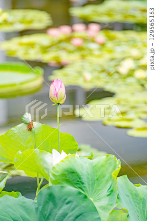 家の周りの草花　四季の色々　初夏の蓮沼に美しいピンクの大輪のハスの花が咲はじめています 129565183