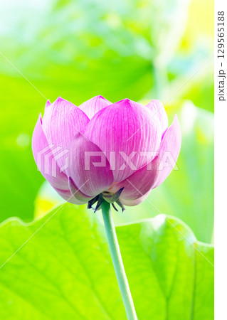 家の周りの草花　四季の色々　初夏の蓮沼に美しいピンクの大輪のハスの花が咲はじめています 129565188