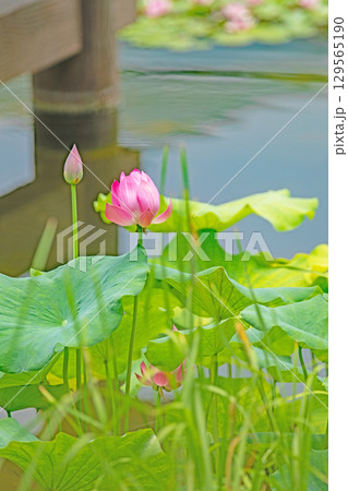 家の周りの草花 四季の色々 初夏の蓮沼に美しいピンクの大輪のハスの花が咲はじめています 家の周りの草花 四季の色々 初夏の蓮沼に美しいピンクの大輪のハスの花が咲はじめています 129565190