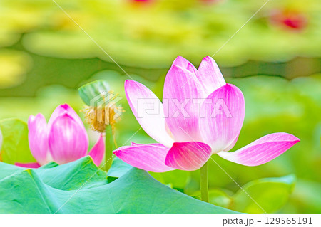 家の周りの草花 四季の色々 初夏の蓮沼に美しいピンクの大輪のハスの花が咲はじめています 家の周りの草花 四季の色々 初夏の蓮沼に美しいピンクの大輪のハスの花が咲はじめています 129565191