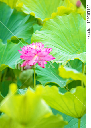 家の周りの草花 四季の色々 初夏の蓮沼に美しいピンクの大輪のハスの花が咲はじめています 家の周りの草花 四季の色々 初夏の蓮沼に美しいピンクの大輪のハスの花が咲はじめています 129565192