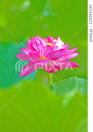 家の周りの草花 四季の色々 初夏の蓮沼に美しいピンクの大輪のハスの花が咲はじめています 家の周りの草花 四季の色々 初夏の蓮沼に美しいピンクの大輪のハスの花が咲はじめています 129565195