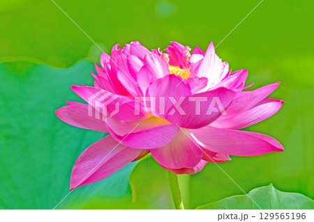 家の周りの草花 四季の色々 初夏の蓮沼に美しいピンクの大輪のハスの花が咲はじめています 家の周りの草花 四季の色々 初夏の蓮沼に美しいピンクの大輪のハスの花が咲はじめています 129565196