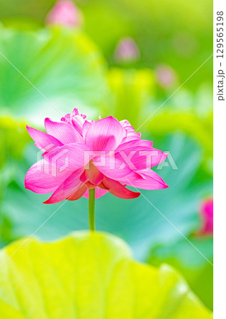 家の周りの草花 四季の色々 初夏の蓮沼に美しいピンクの大輪のハスの花が咲はじめています 家の周りの草花 四季の色々 初夏の蓮沼に美しいピンクの大輪のハスの花が咲はじめています 129565198
