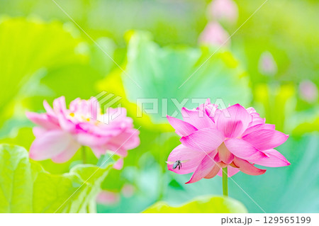 家の周りの草花 四季の色々 初夏の蓮沼に美しいピンクの大輪のハスの花が咲はじめています 家の周りの草花 四季の色々 初夏の蓮沼に美しいピンクの大輪のハスの花が咲はじめています 129565199