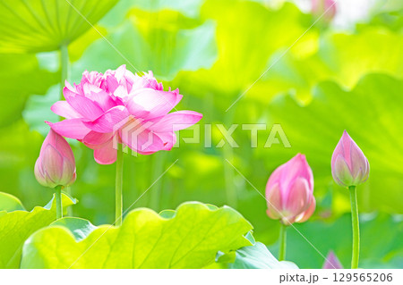 家の周りの草花 四季の色々 初夏の蓮沼に美しいピンクの大輪のハスの花が咲はじめています 家の周りの草花 四季の色々 初夏の蓮沼に美しいピンクの大輪のハスの花が咲はじめています 129565206