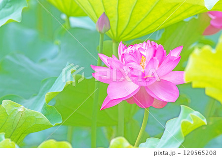 家の周りの草花 四季の色々 初夏の蓮沼に美しいピンクの大輪のハスの花が咲はじめています 家の周りの草花 四季の色々 初夏の蓮沼に美しいピンクの大輪のハスの花が咲はじめています 129565208