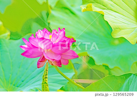 家の周りの草花　四季の色々　初夏の蓮沼に美しいピンクの大輪のハスの花が咲はじめています 129565209