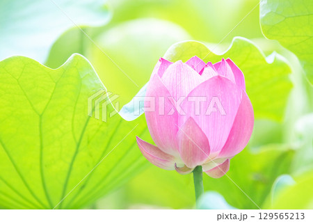 家の周りの草花 四季の色々 初夏の蓮沼に美しいピンクの大輪のハスの花が咲はじめています 家の周りの草花 四季の色々 初夏の蓮沼に美しいピンクの大輪のハスの花が咲はじめています 129565213