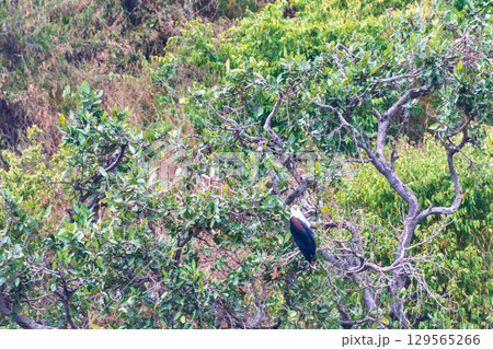 Fish eagle near lake victoria Fish eagle near lake victoria 129565266