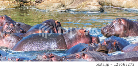 Hippo pool in the Serengeti Hippo pool in the Serengeti 129565272