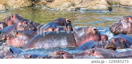 Hippo pool in the Serengeti Hippo pool in the Serengeti 129565273