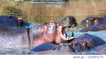 Hippo pool in the Serengeti Hippo pool in the Serengeti 129565274