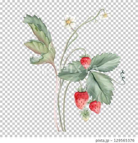 Composition with Wild Strawberry branches and white flower . Hand drawn watercolor illustration of Woodland strawberry plant green leaves and red wild berries on isolated background. Composition with Wild Strawberry branches and white flower . Hand drawn watercolor illustration of Woodland strawberry plant green leaves and red wild berries on isolated background. 129565376