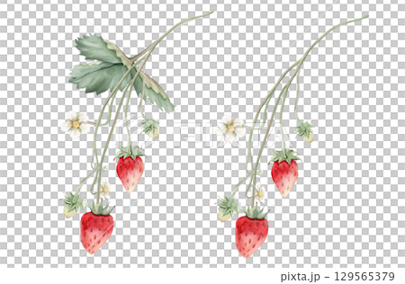 Composition with Wild Strawberry branches and white flower . Hand drawn watercolor illustration of Woodland strawberry plant green leaves and red wild berries on isolated background. 129565379