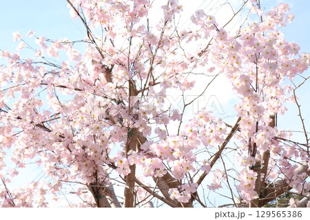 満開の桜と青空 — 春の訪れを告げる日本の風景 129565386