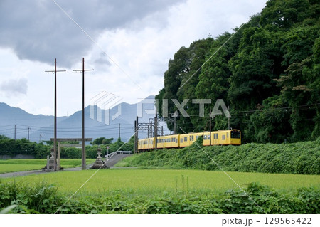 田園地帯を走る、三岐鉄道の黄色い電車 129565422