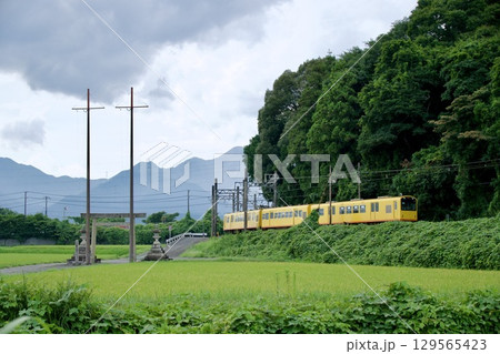 田園地帯を走る、三岐鉄道の黄色い電車 129565423