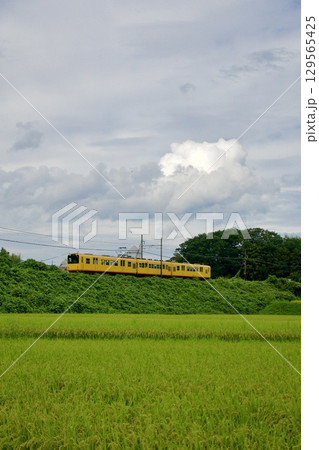 田園地帯を走る、三岐鉄道の黄色い電車 129565425