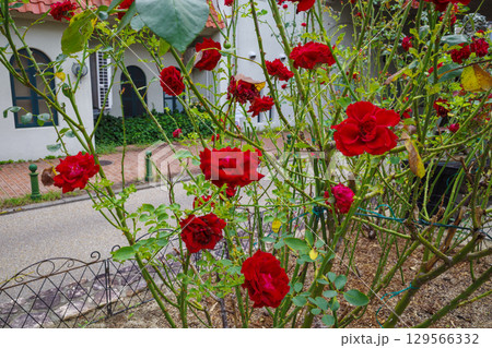 花のみち 129566332