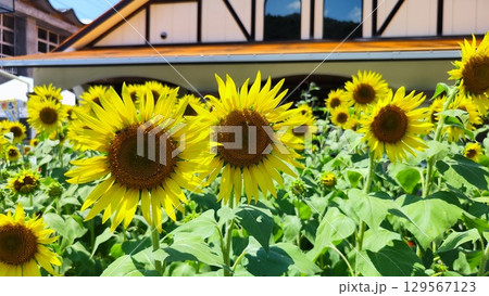 夏を抱きしめる花畑 夏を抱きしめる花畑 129567123