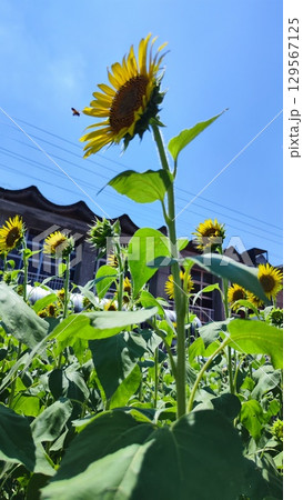 夏を抱きしめる花畑 夏を抱きしめる花畑 129567125
