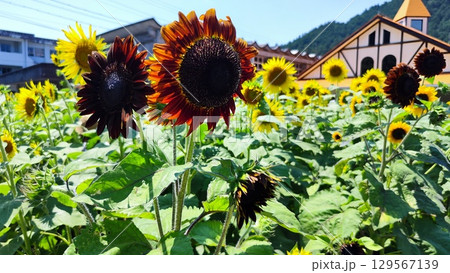 夏を抱きしめる花畑 夏を抱きしめる花畑 129567139