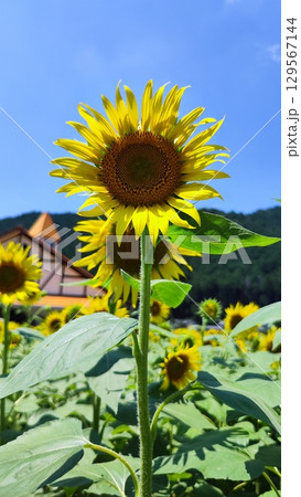 夏を抱きしめる花畑 129567144