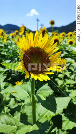 夏を抱きしめる花畑 夏を抱きしめる花畑 129567160