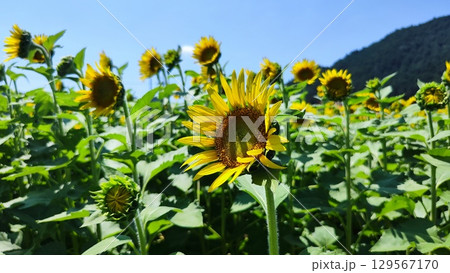 夏を抱きしめる花畑 夏を抱きしめる花畑 129567170