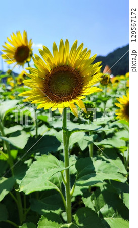 夏を抱きしめる花畑 129567172