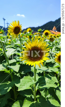 夏を抱きしめる花畑 夏を抱きしめる花畑 129567173