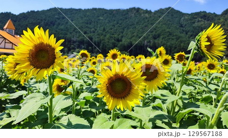 夏を抱きしめる花畑 129567188