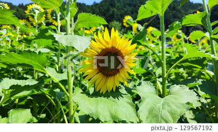 夏を抱きしめる花畑 夏を抱きしめる花畑 129567192