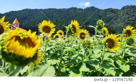 夏を抱きしめる花畑 夏を抱きしめる花畑 129567198