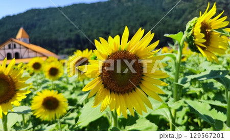 夏を抱きしめる花畑 夏を抱きしめる花畑 129567201