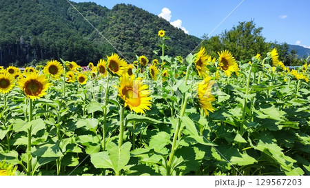 夏を抱きしめる花畑 夏を抱きしめる花畑 129567203