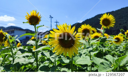 夏を抱きしめる花畑 夏を抱きしめる花畑 129567207