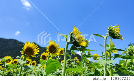 夏を抱きしめる花畑 夏を抱きしめる花畑 129567213