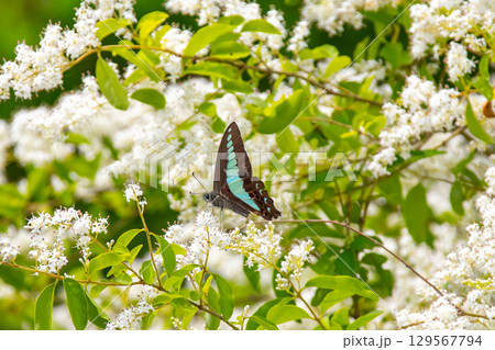 東京都中野区松が丘　哲学堂公園のイボタノキの花にとまるアオスジアゲハ 129567794