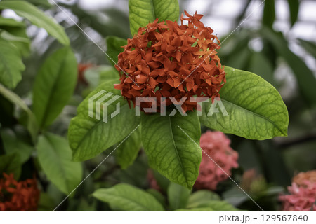 イクソラ・コッキニア イクソラ・コッキニア 129567840