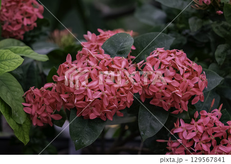 ベニバナサンタンカ(紅花山丹花) ベニバナサンタンカ(紅花山丹花) 129567841